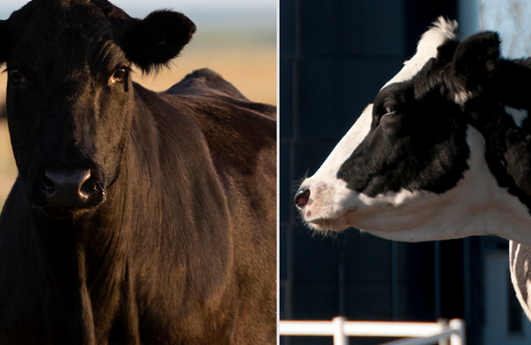 Cattle Products Boehringer Ingelheim Animal Health